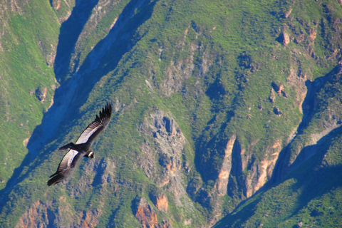 Arequipa: 2-Day Colca Canyon Tour to Puno with Homestay