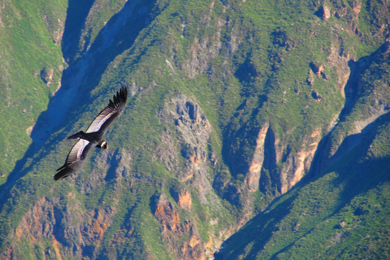 Arequipa: 2-Day Colca Canyon Tour to Puno with Homestay