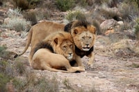 Da Cape Town, Aquila Game Reserve Safari Tour con pranzo - Housity