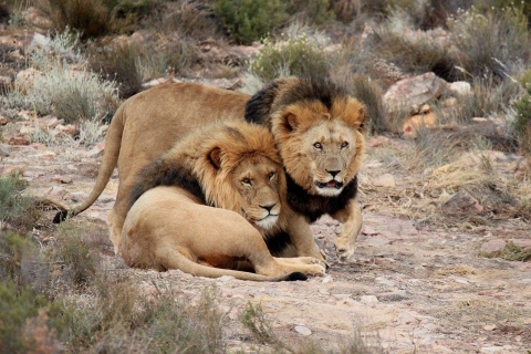 Safari w rezerwacie Aquila Game Reserve z opłatami za park, transferami i lunchem