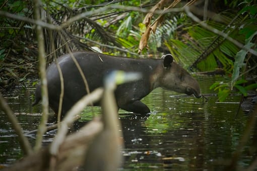 Blue river and tenorio volcano clearance hike