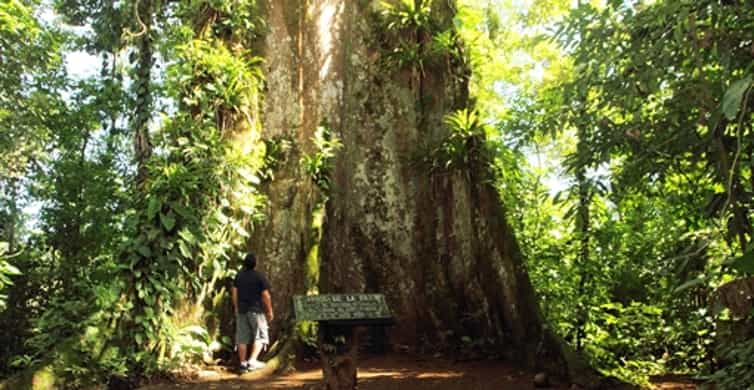 Small Group Blue River Tenorio Volcano National Park Hike GetYourGuide