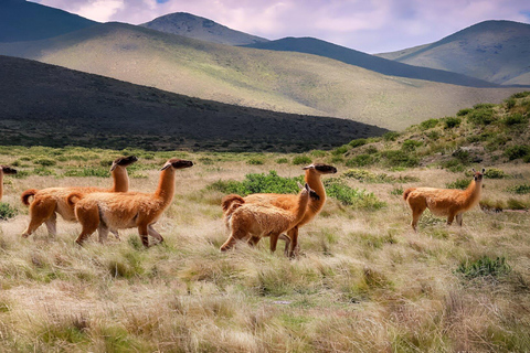 Von Jujuy aus: Quebrada de Humahuaca, Purmamarca und Tilcara