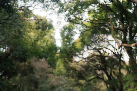 Meiji Shrine tour in KIMONO.