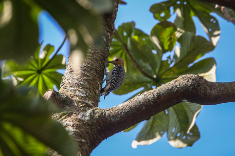 Uccelli a Medellin con un esperto bird-watcher (Privato)