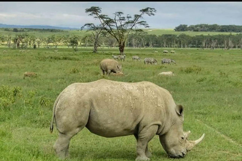 Lake Nakuru National Park Day Trip From Nairobi Lake Nakuru National Park From Nairobi