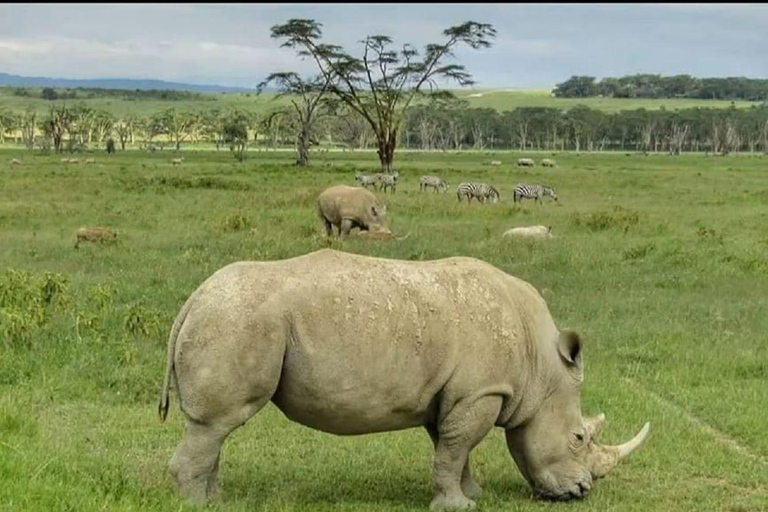 Lake Nakuru National Park Day Trip From Nairobi Lake Nakuru National Park From Nairobi