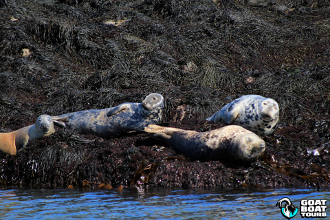 Dublín: tour en barco por la historia y la fauna con comentarios en directo