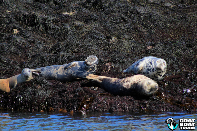 Dublín: tour en barco por la historia y la fauna con comentarios en directo
