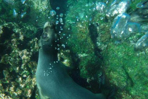 Galápagos: Pinzón Island Full-Day Snorkeling Adventure