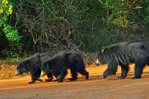 مغامرة الحياة البرية في سريلانكا لمدة 3 أيام – رحلات السفاري والطبيعة والثقافة