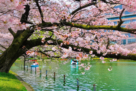 Tokyo: Sky Lunch, Ueno Cherry Blossom & Meguro Night Trip