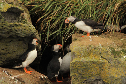 Reykjavik Puffin Watching Tour Puffin Watching Tour from Reykjavik