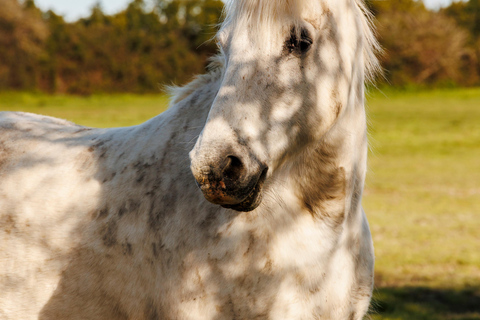Aigues-Mortes 3H: Discover the secret Camargue in a 4x4 Full-Day