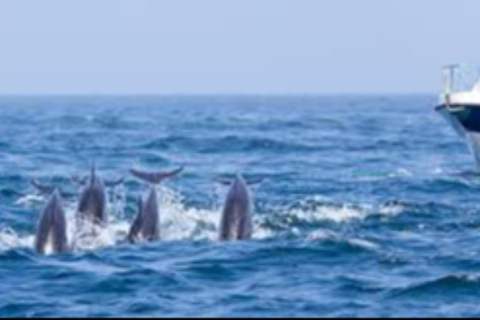 Salalah: Swimming with Dolphins with Lunch &amp; Pick up