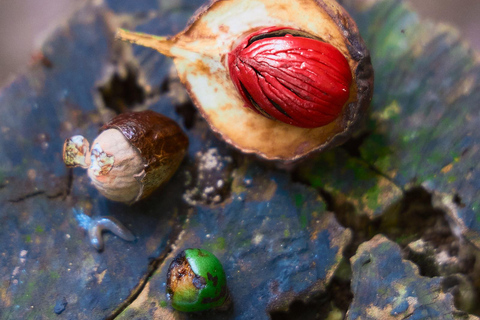 Cahuita National Park+Bribri Chocolate Tour+Waterfalls Tour+Lunch