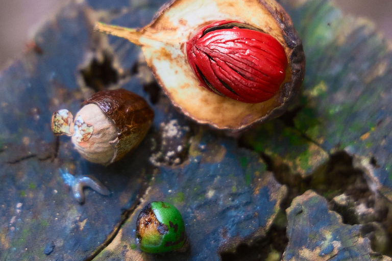 Cahuita National Park+Bribri Chocolate Tour+Waterfalls Tour+Lunch