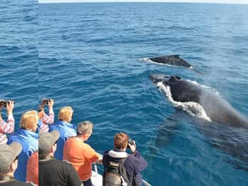 Punta Cana: Whale Watching, Cayo Levantado & Limón Waterfall