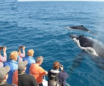 Punta Cana: Whale Watching, Cayo Levantado & Limón Waterfall