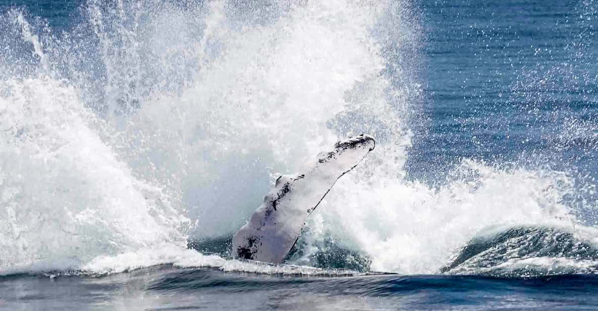 De Reykjavik : excursion d'observation des baleines