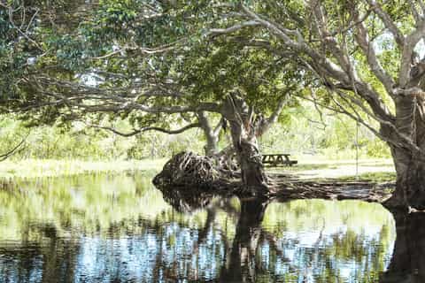 Everglades National Park: Airboat Tour and Wildlife Show