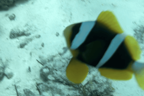 Sansibar: Mnemba-Atoll, Gewürzfarm und Jozani-Wald TourPrivate Tour ohne Abholung und Rücktransfer zum Hotel