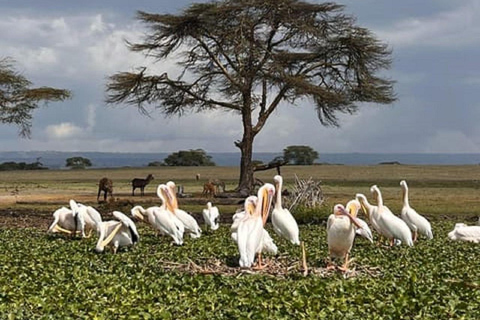Nairobi: Hell's Gate, Lake Naivasha, & Crescent Island Tour