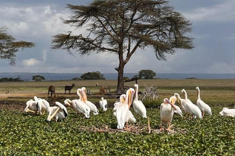 Nairobi: Hell's Gate, Lake Naivasha, & Crescent Island Tour