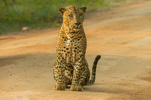 Yala: Expert Naturalist Safari, All-Inclusive & Dining Colombo, Katunayake, Negambo Area
