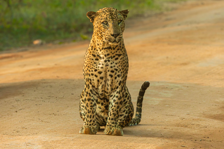 Yala: Expert Naturalist Safari, All-Inclusive & Dining Colombo, Katunayake, Negambo Area