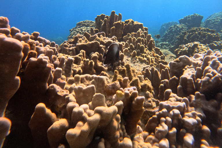 Isla de Pascua: Buceo recreativo-turístico personalizado