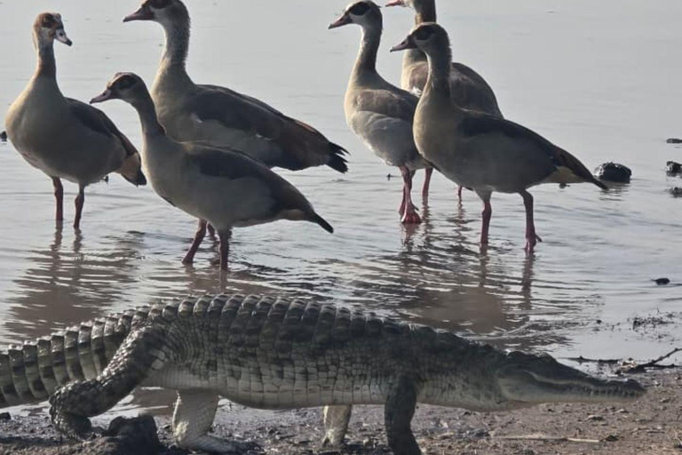 Nairobi National Park Evening and Sundowner Game Drive