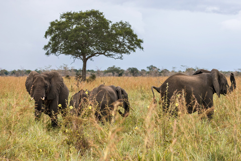 Från Zanzibar: Mikumi Safari med tvåmotorigt flygplan + lunchMikumi Safari – utan transfer