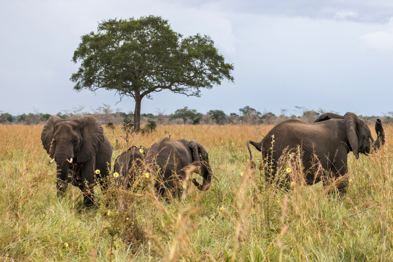 Från Zanzibar: Mikumi Safari med tvåmotorigt flygplan + lunchMikumi Safari – utan transfer