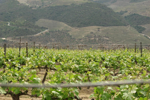 Oporto: tour del vino del valle del Duero