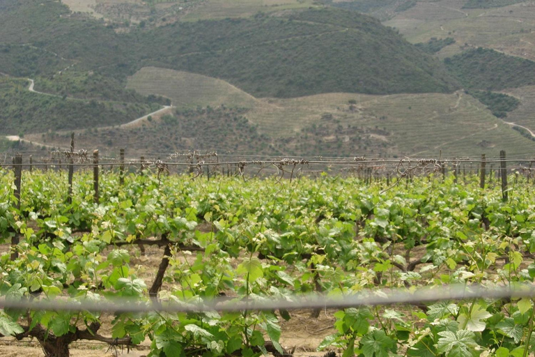 Porto : visite des vignobles de la vallée du Douro