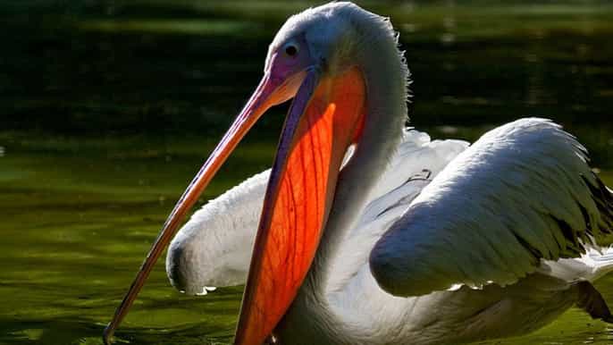 lisbona giardino zoologico e bus hopon hopoff