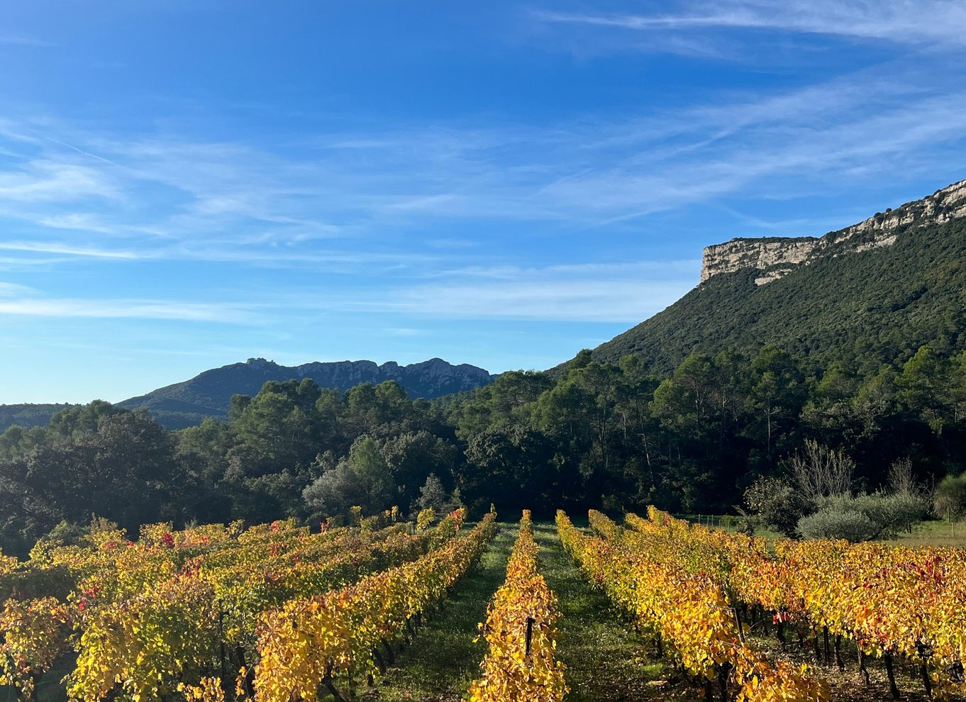 Fra Montpellier: Pic Saint-Loup vin- og madtur