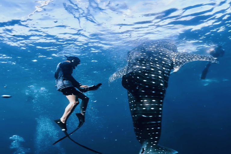 Lombok Sumbawa Best Sharing 2D1N Whale Shark With Snorkeling From Sumbawa Best Sharing 2D1N Whale Shark With Snorkeling