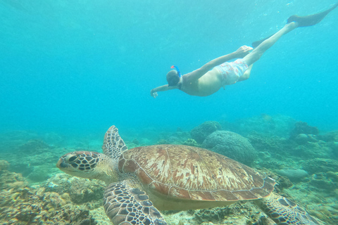 dela snorkling till 3 Gilis och se den största sköldpaddan