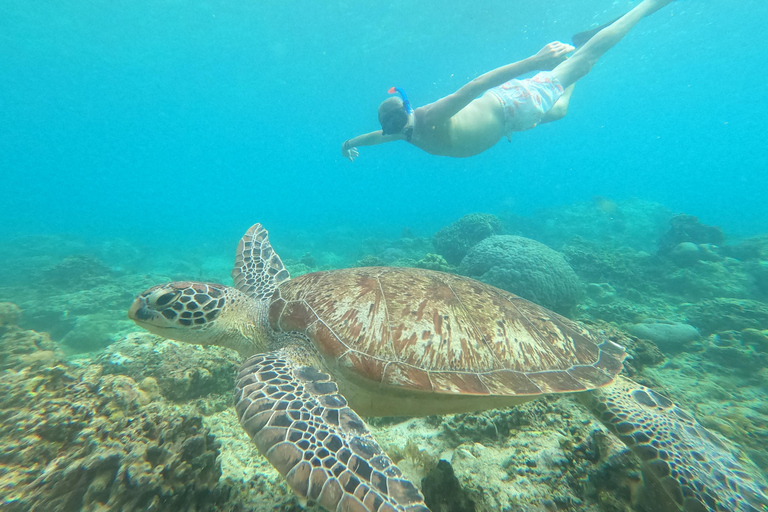 compartilhe o mergulho com snorkel em 3 Gilis e veja a maior tartaruga