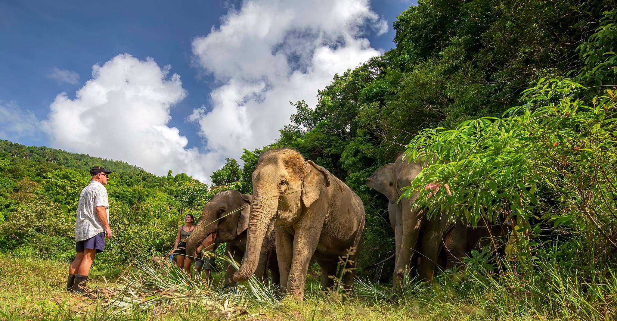 Phuket, Tour guiada por santuario de elefantes con traslados de hotel - Housity