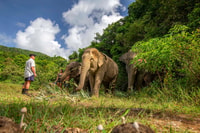 Phuket, Elephant Sanctuary Guided Tour con trasferimenti di hotel - Housity