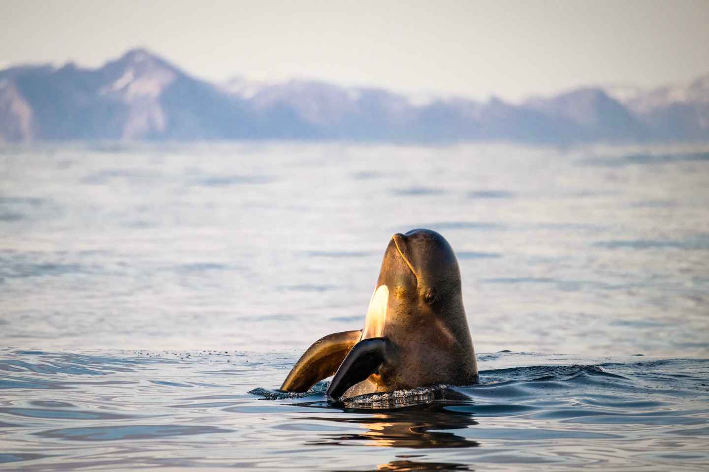 Bleik: Whale Watching by Speedboat with Puffins and Muffins