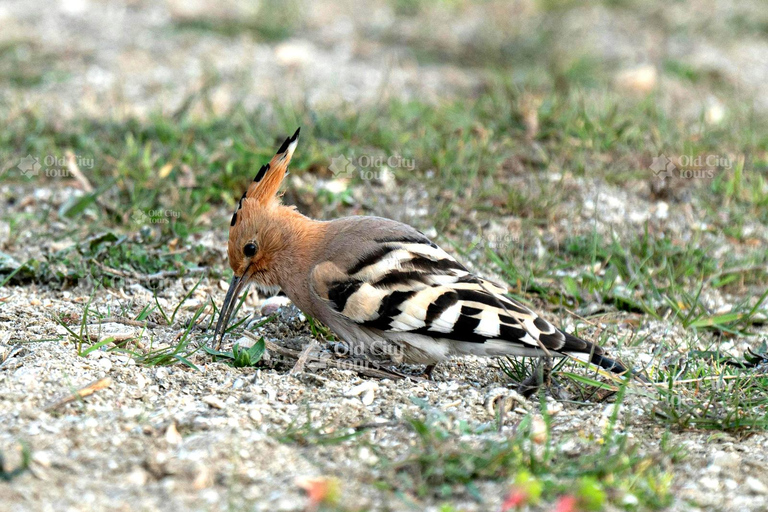 Shirvan Eco-Tour: Gazelles, Birdwatching & Village Lunch Private tour