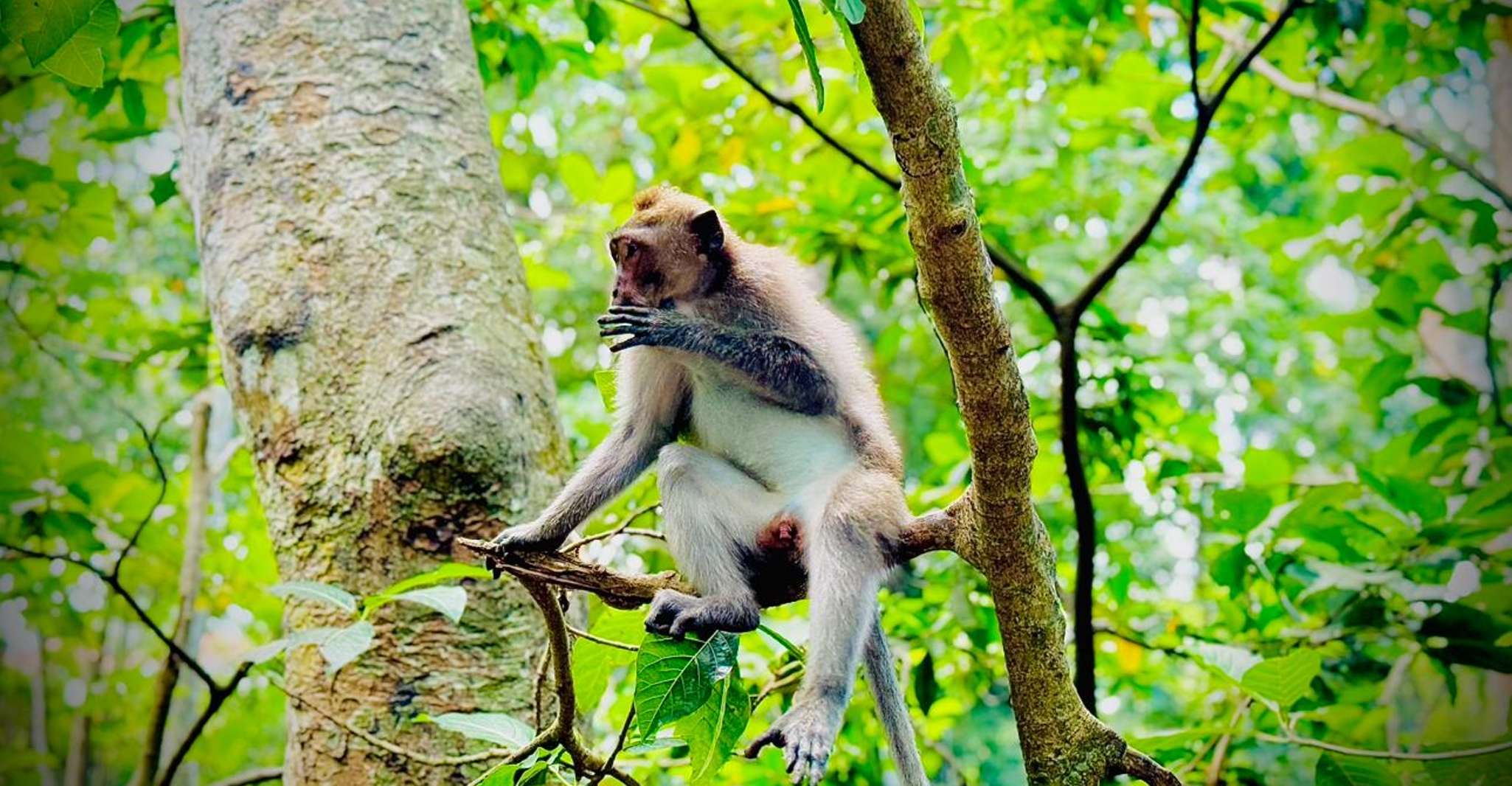 From Bali: Saraswati Temple, Monkey Forest, Ubud Waterfalls photo 10