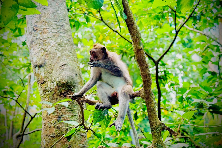 Bali: Saraswati Temple & Ubud Monkey Forest with Waterfalls Small-Group Tour