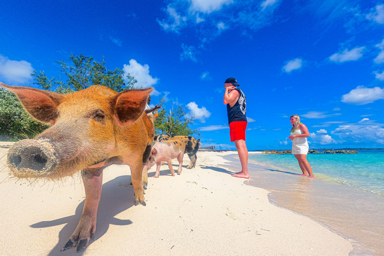 Nassau: Pigs Beach Trip by Boat with Swimming and Feeding