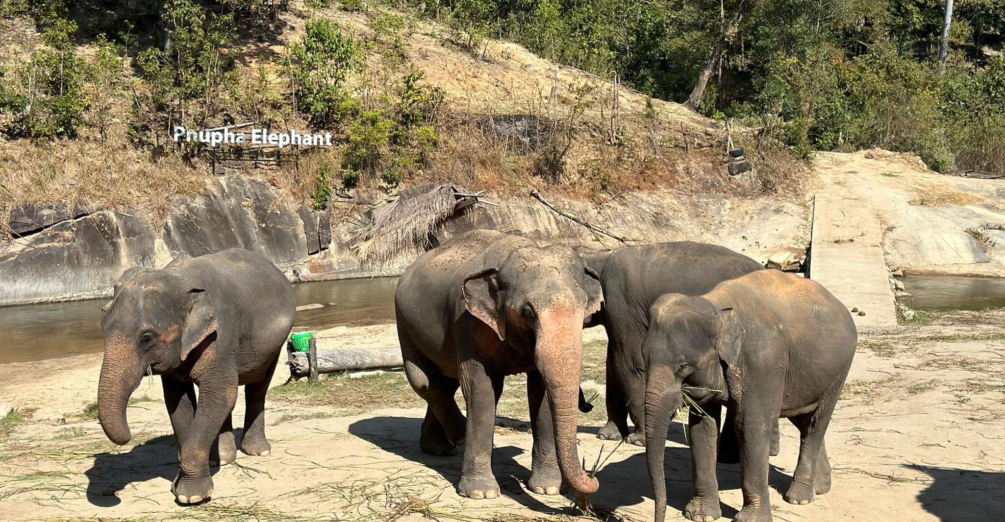 Chiang Mai, Waterfall, Elephant Sanctuary, and Rafting Tour - Housity