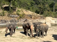 Chiang Mai, Waterfall, Elephant Sanctuary e Rafting Tour - Housity